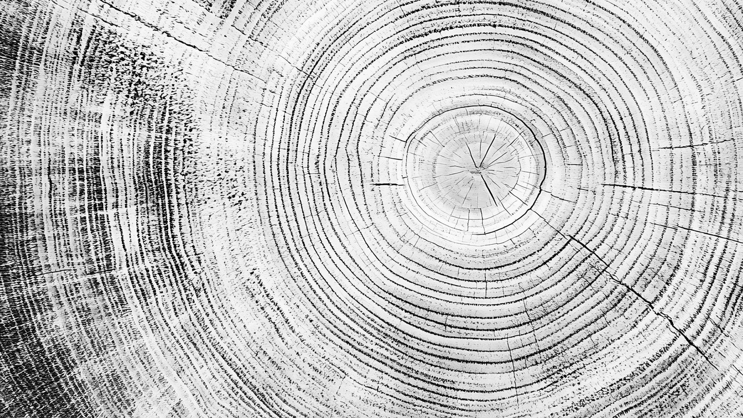 Tree Rings Wallpaper Mural. Black and White Modern Wood Grain Circle Pattern. #7022