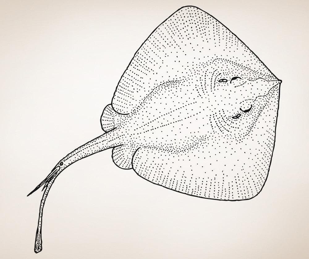 Spotted Stingray Wall Decal Sticker. #5502