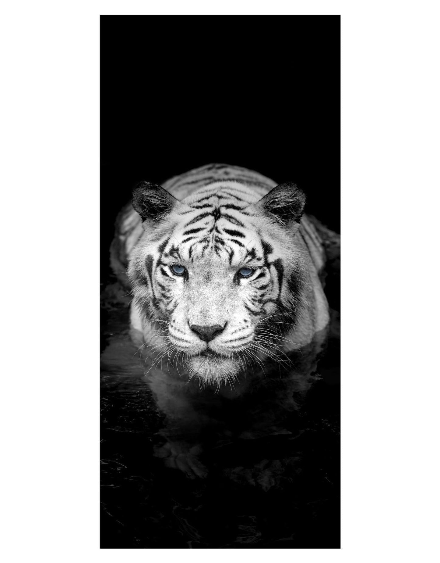 Tiger Stare Down Large Mural (Black and White) #6045
