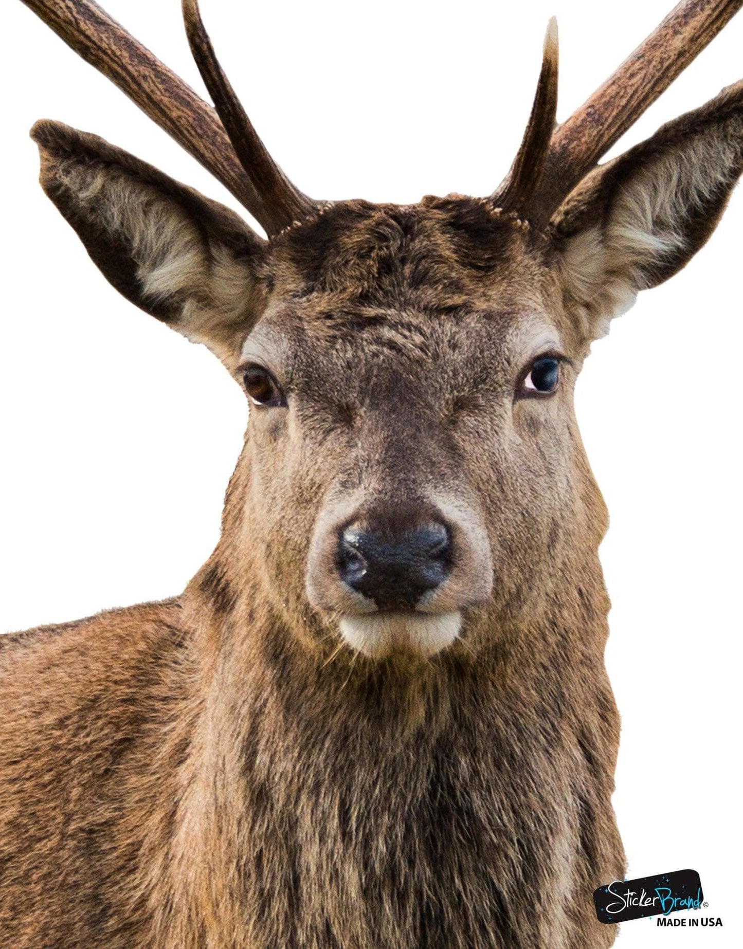 Wildlife Nature Deer Wall Decal Sticker. Posing and Staring. Large Horn Buck with Antlers. #6105