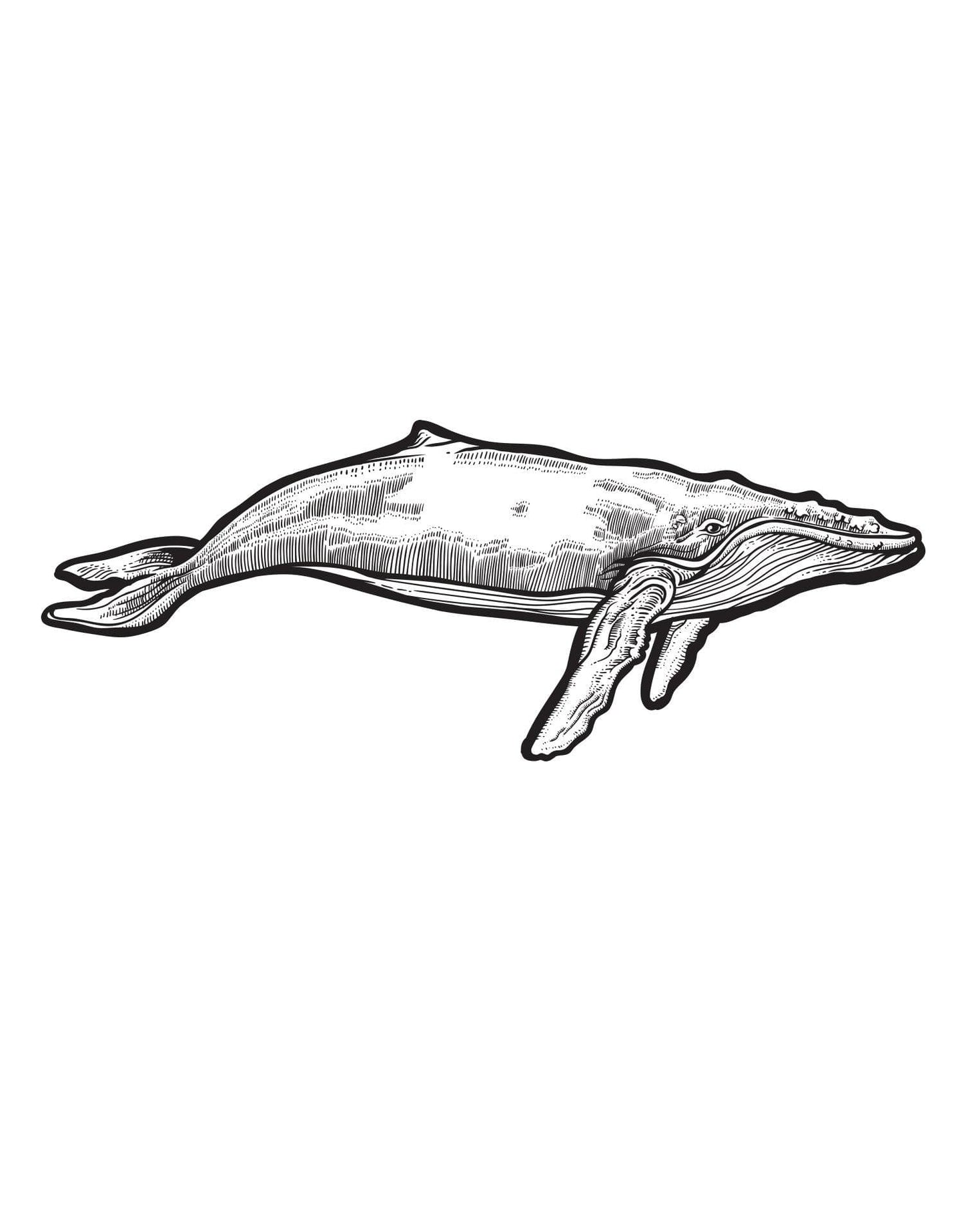 Large Humpback Whale Wall Decal Sticker. #6147