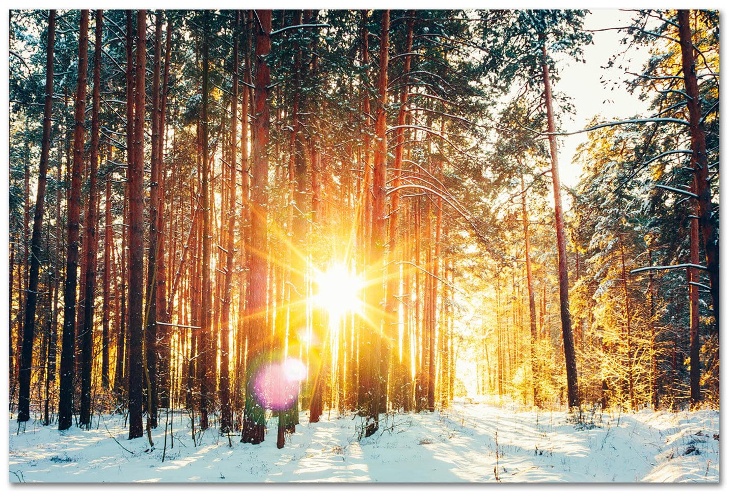 Sunrise Snow Forest Photo Print. #P1018