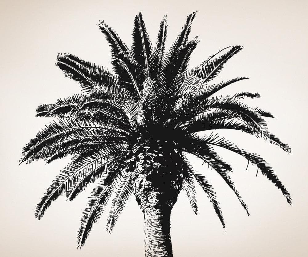 Tropical Coconut Tree Vinyl Wall Decal Sticker. #OS_AA228