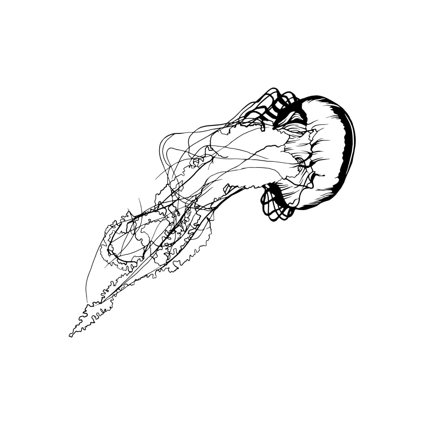 Jellyfish Marine Life Wall Decal.  #OS_MB628