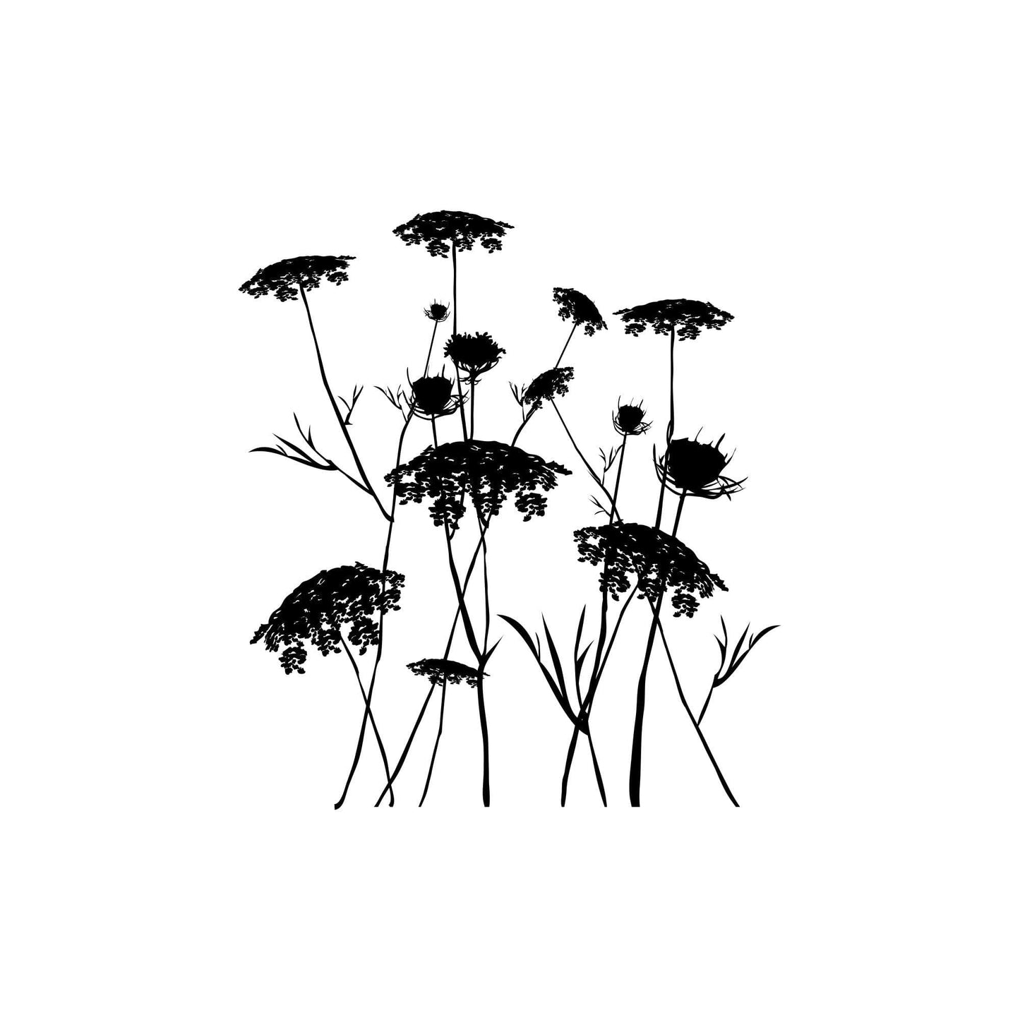 Queen Anne's Lace Flower Wall Decal. #AC218