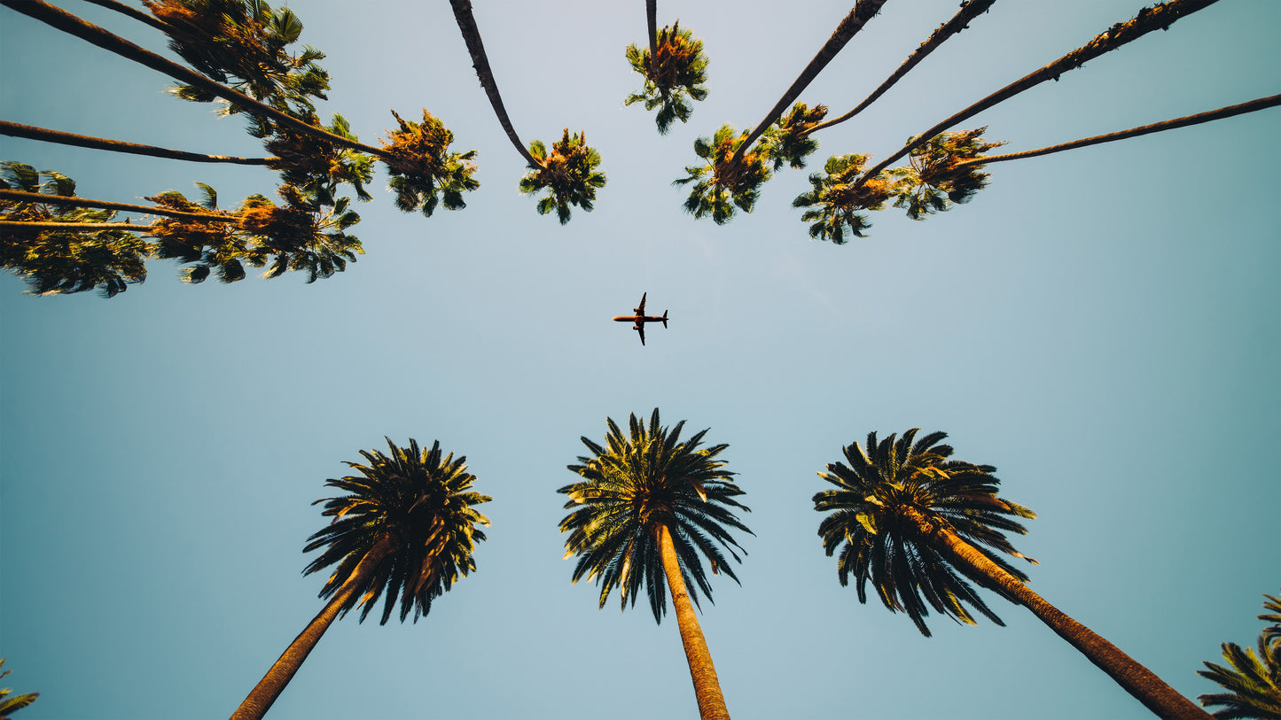 Southern California Palm Trees and Airplane Wallpaper Mural. #6283