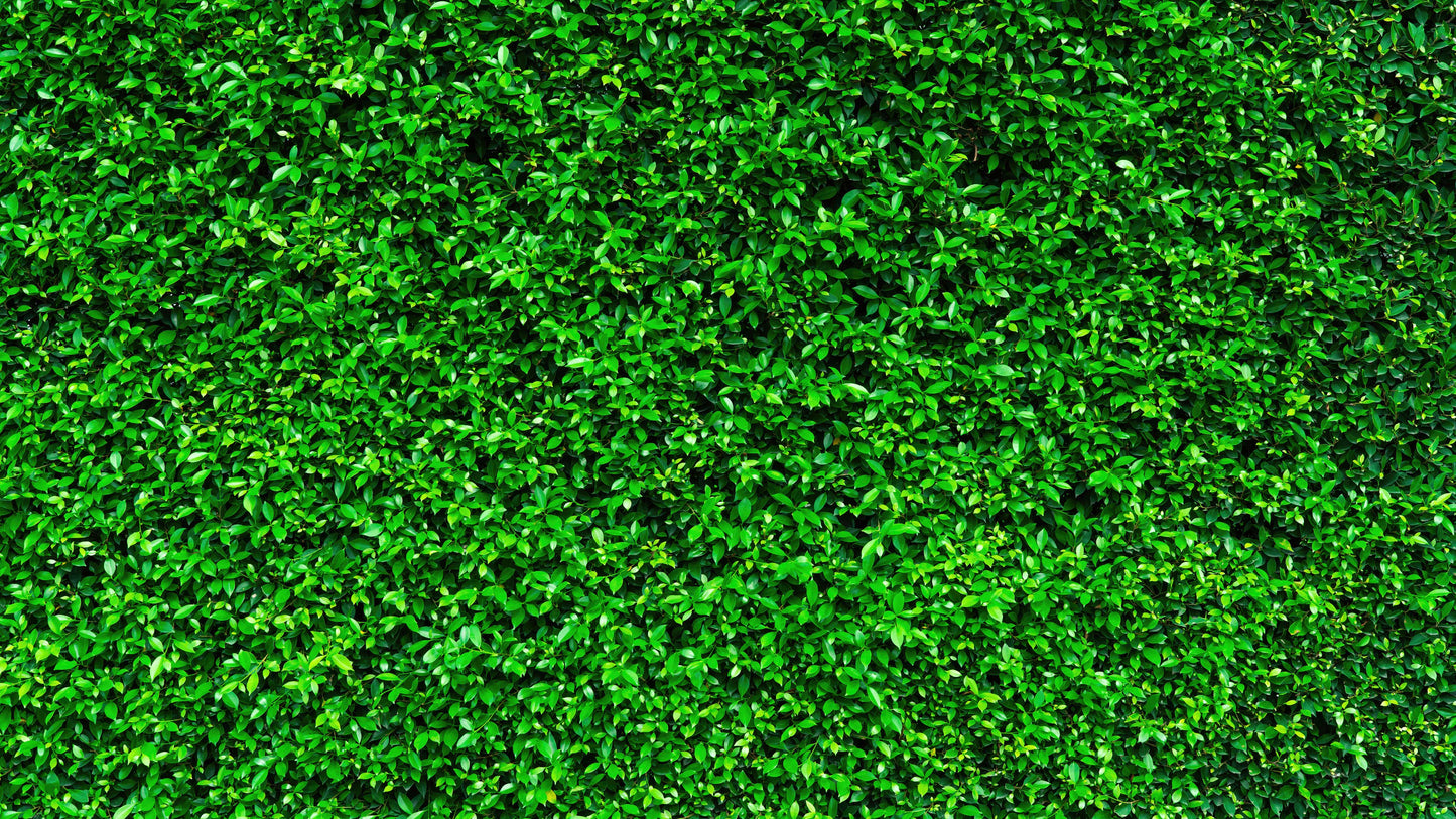 Greenery Grass Background Wallpaper Mural. #6551