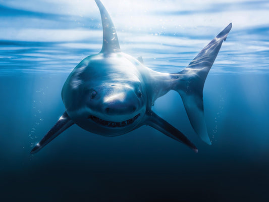 Great White Shark Wall Mural. Peel and Stick Wallpaper. #6700