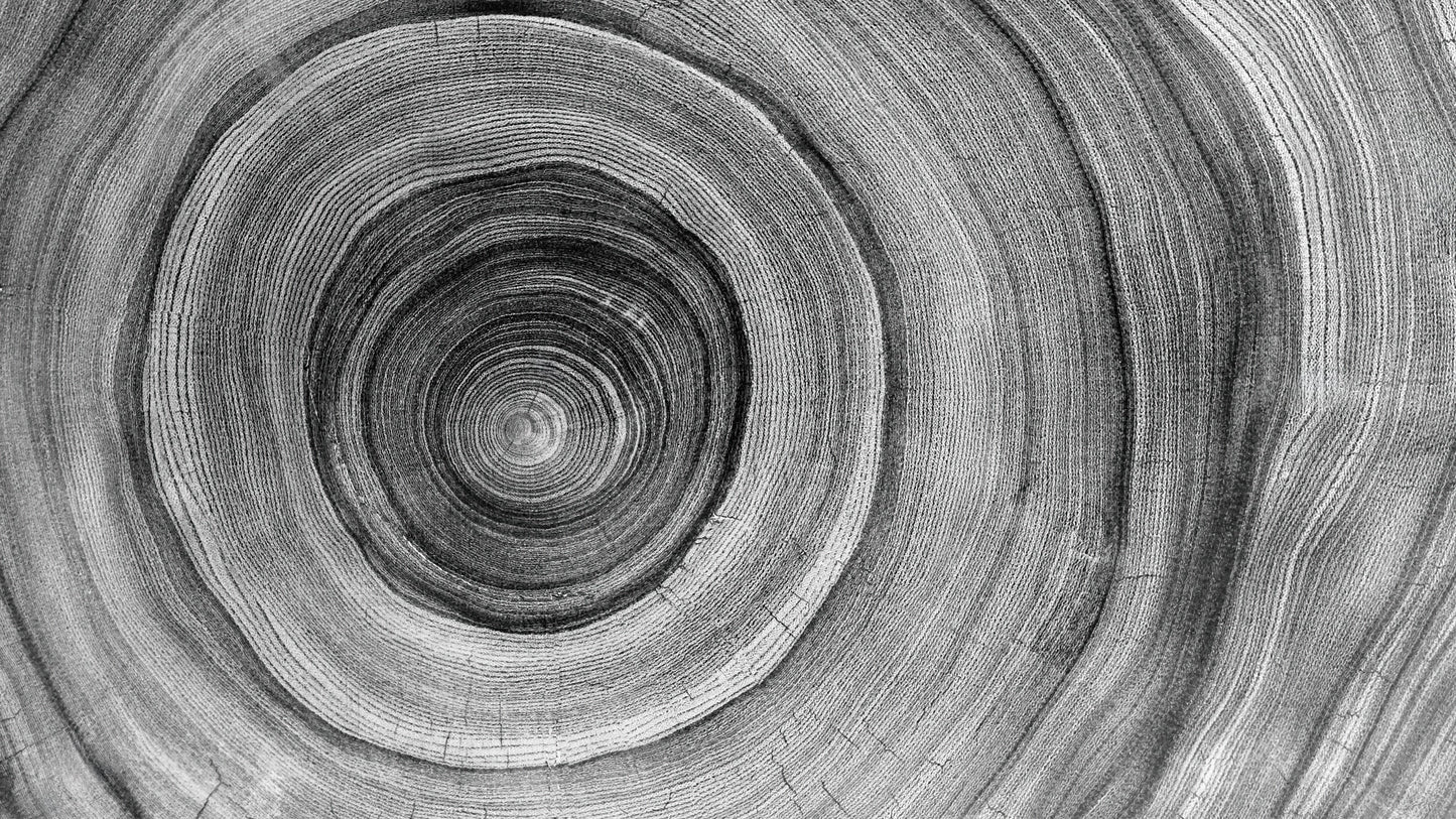 Black and White Tree Rings Wood Grain Circle Pattern. #6971