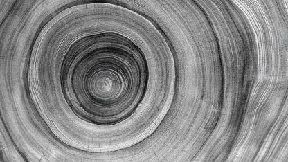 Black and White Tree Rings Wood Grain Circle Pattern. #6971