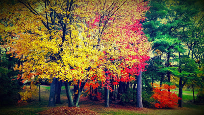 Colorful Autumn Trees Wallpaper Mural. #6981