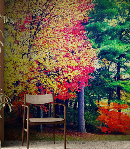 Colorful Autumn Trees Wallpaper Mural. #6981
