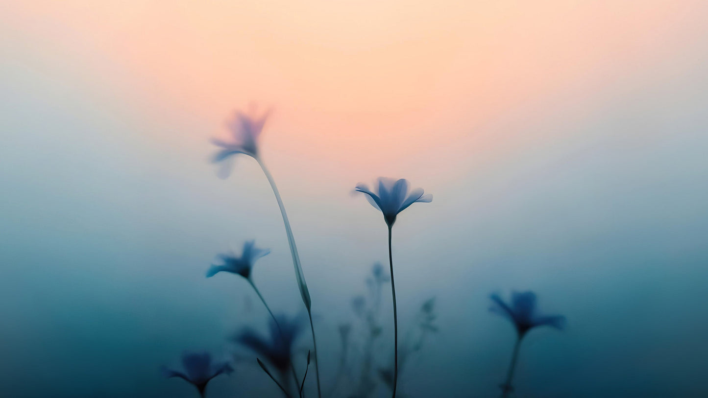 Morning Dew Misty Flower Wallpaper Mural. #7021