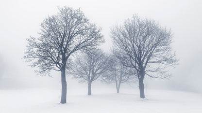 Black and White Snow Covered Trees Winter Landscape Wall Mural. #7042