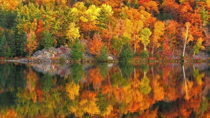 Colorful Autumn Forest Over Lake Wall Mural. Fall Foliage. #7052