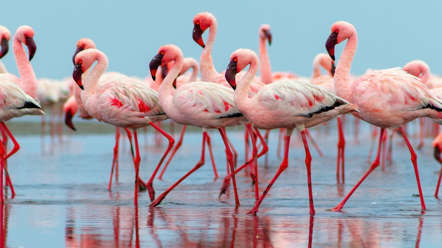 Pink Flamingos Wall Mural. #7073