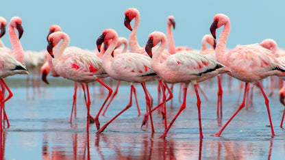 Pink Flamingos Wall Mural. #7073
