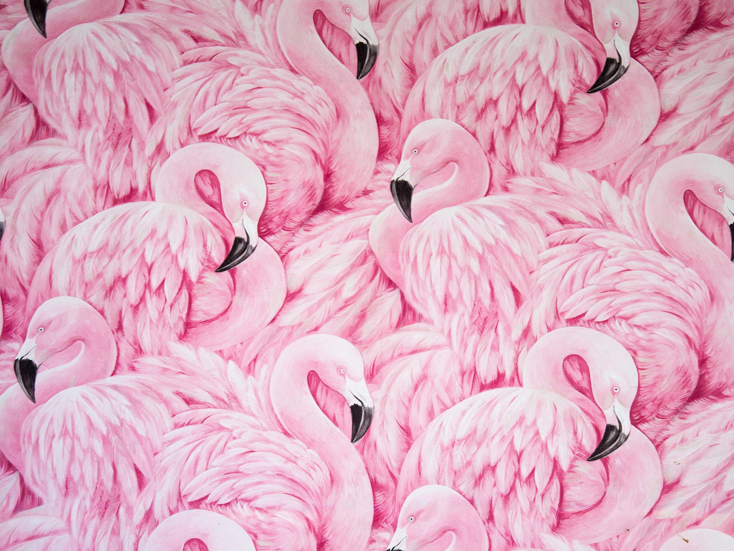 Pink Flamingos Wall Mural – Tropical Wall Art Wallpaper. #7075
