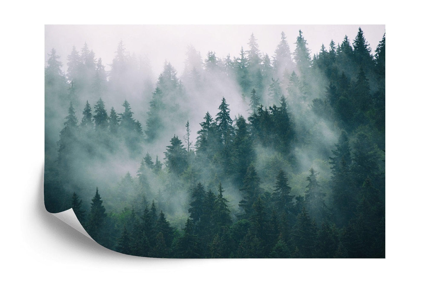 Foggy Forest Mountain Wallpaper Mural. #FT-19-VE90