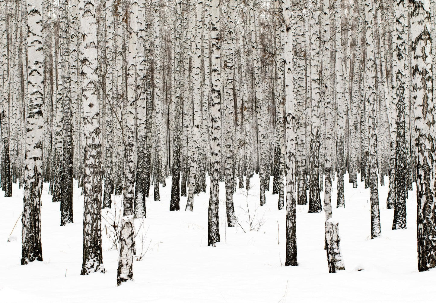 White Birch Tree Forest Wallpaper Mural. IQ-1236