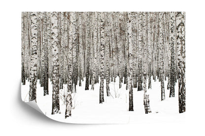 White Birch Tree Forest Wallpaper Mural. IQ-1236