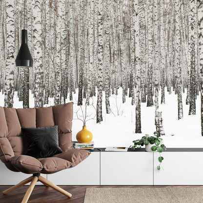 White Birch Tree Forest Wallpaper Mural. IQ-1236