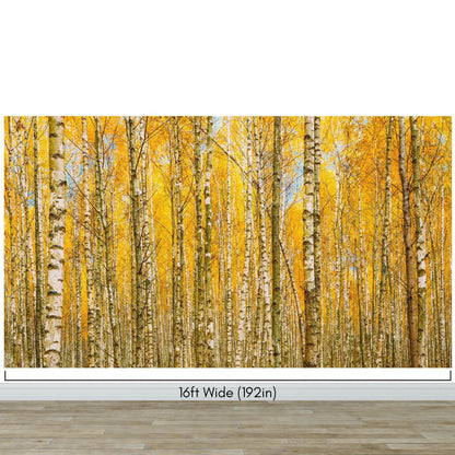 Autumn Scenic Birch Tree Forest Wall Mural | Peel and Stick Wallpaper. #6202