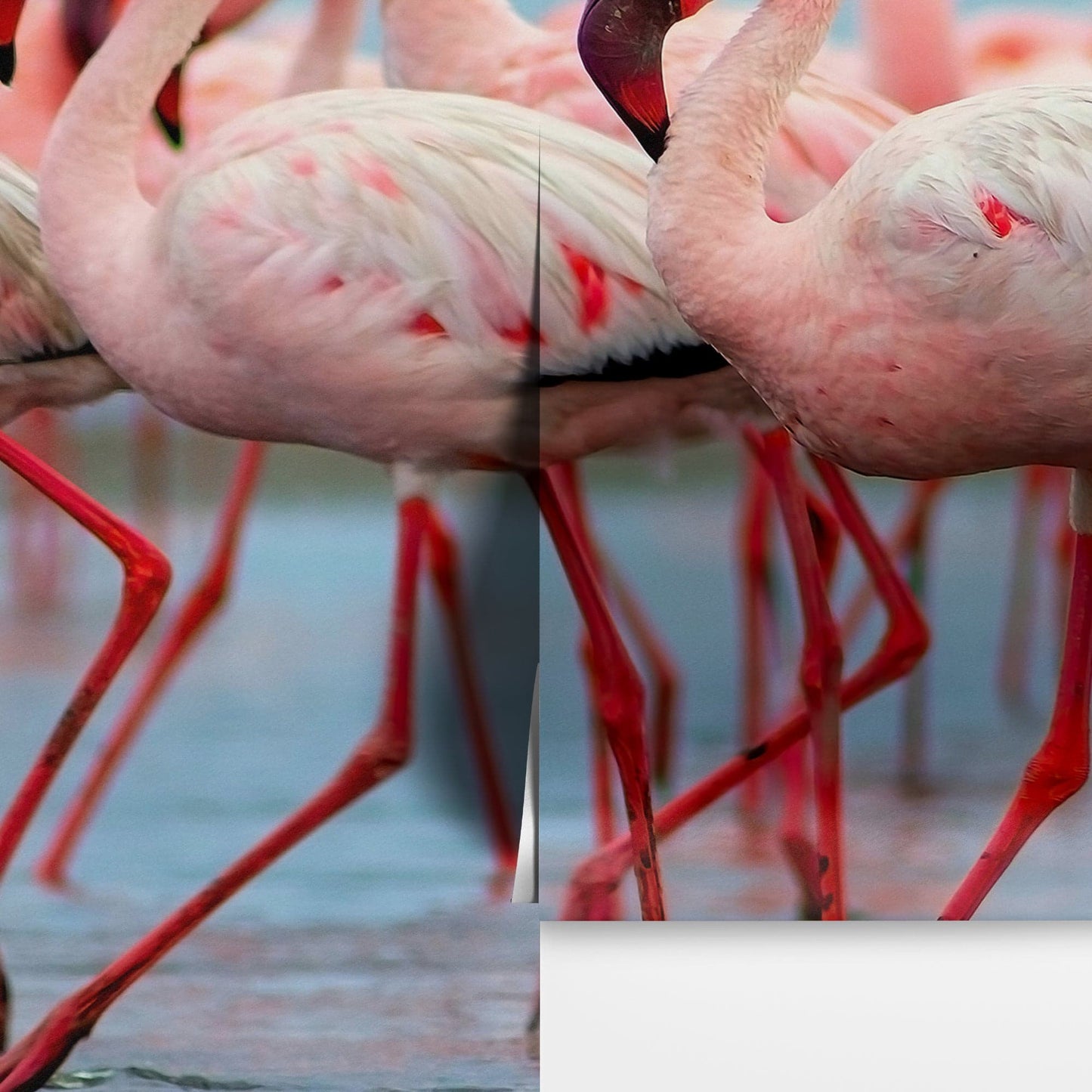 Pink Flamingos Wall Mural. #7073