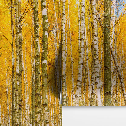 Autumn Scenic Birch Tree Forest Wall Mural | Peel and Stick Wallpaper. #6202