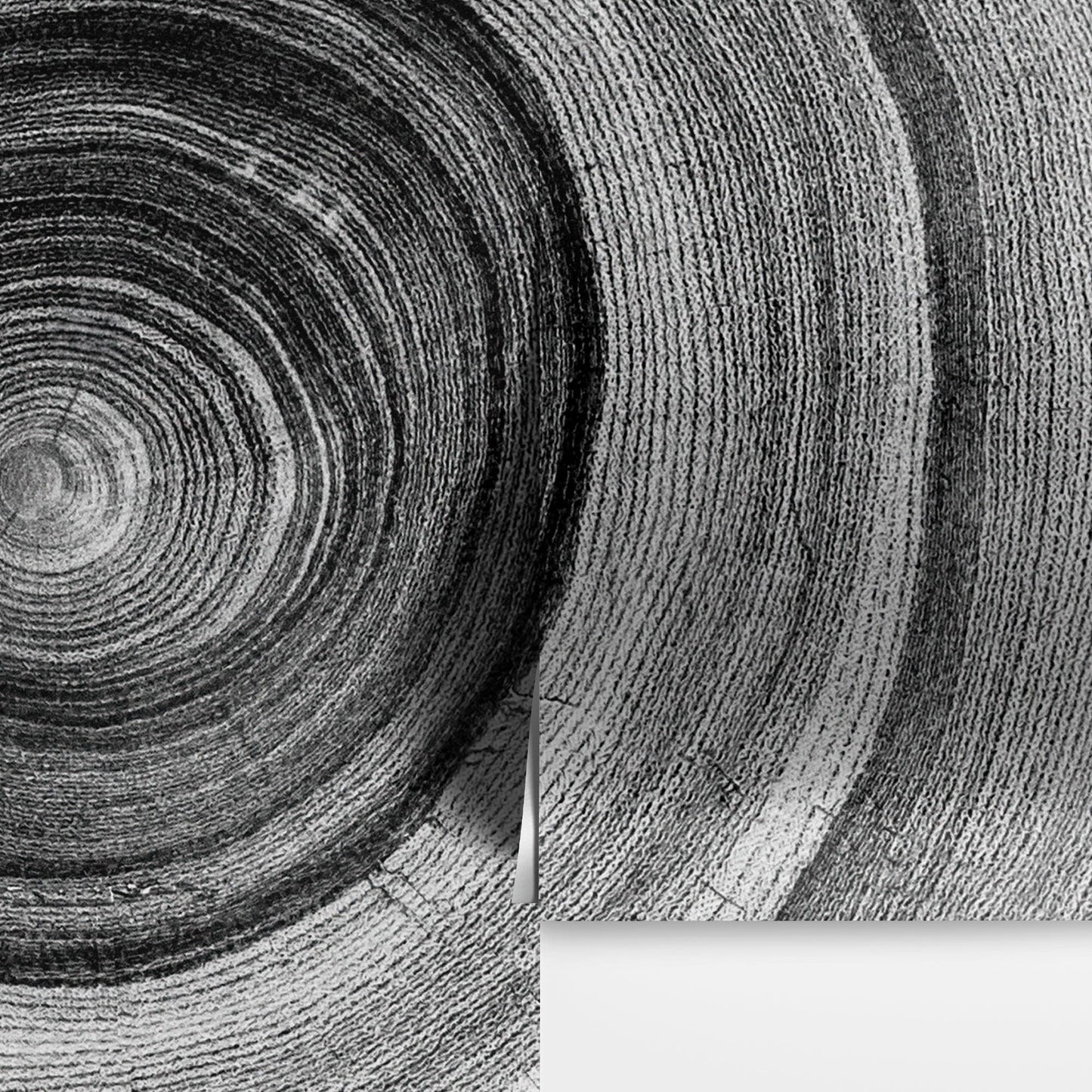 Black and White Tree Rings Wood Grain Circle Pattern. #6971