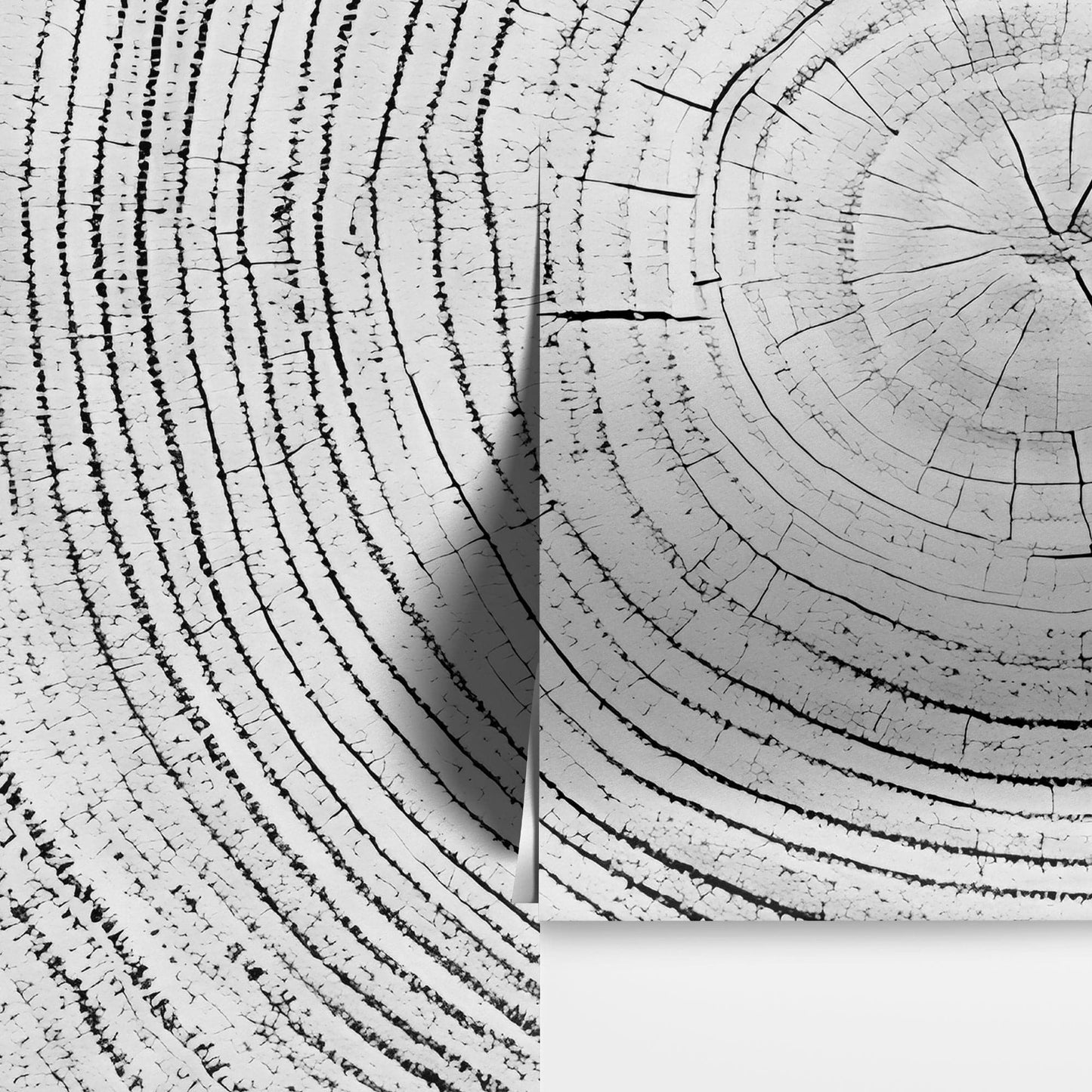 Tree Rings Wallpaper Mural. Black and White  Modern Wood Grain Circle Pattern. #7022
