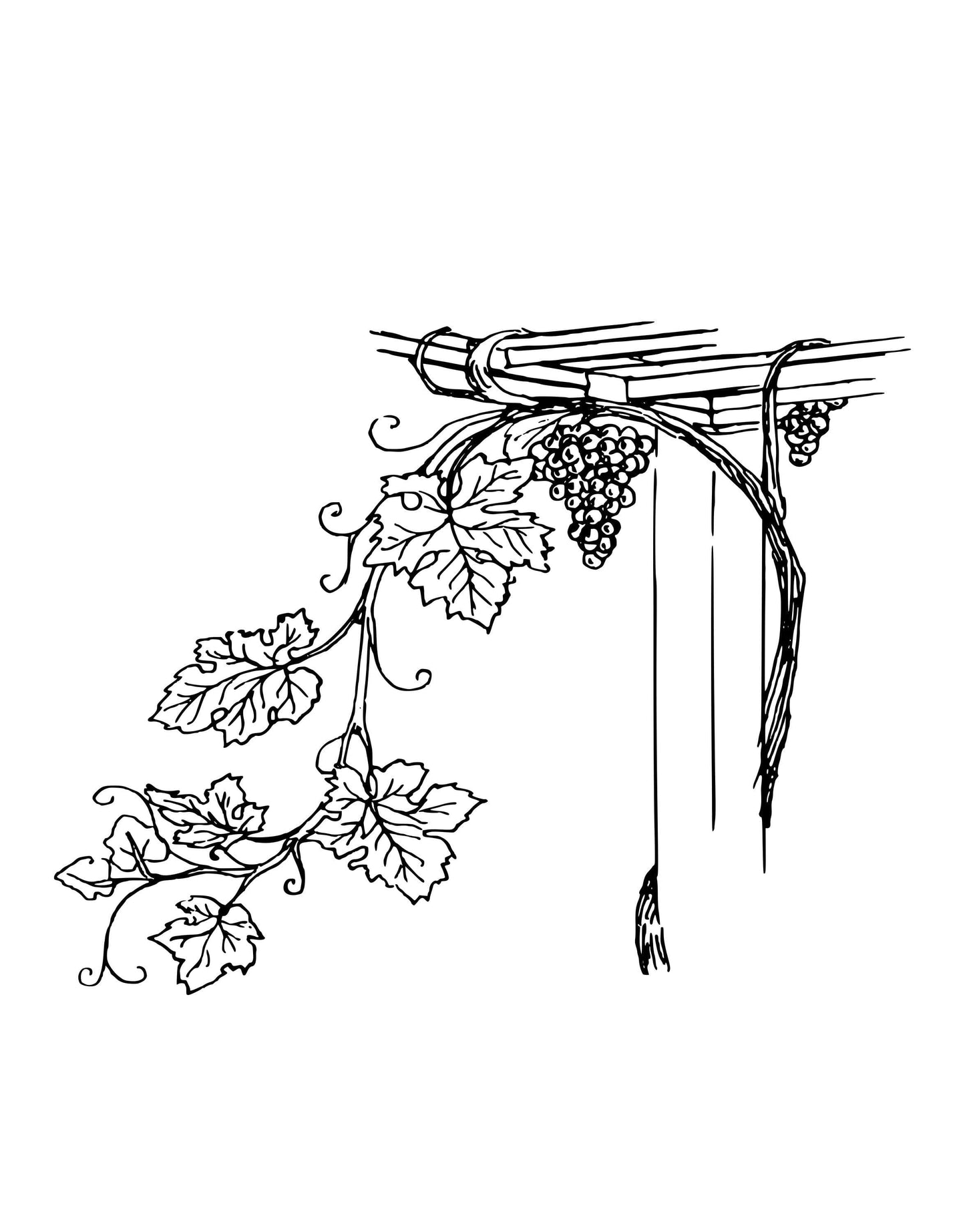 Grape Vine Floral Vinyl Wall Decal Sticker for the Kitchen. #276