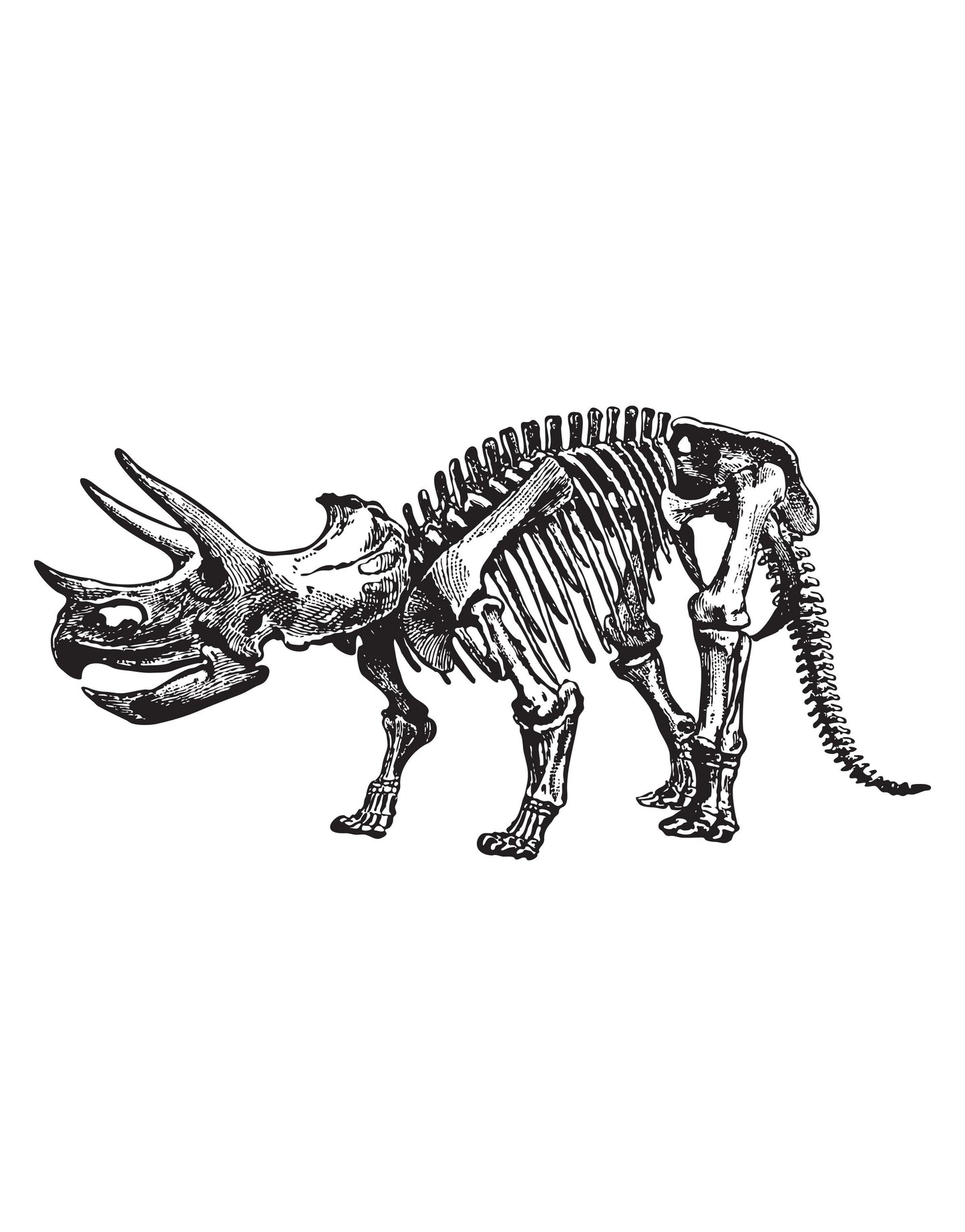 Triceratops Bones Dinosaur Vinyl Wall Decal Sticker. #452