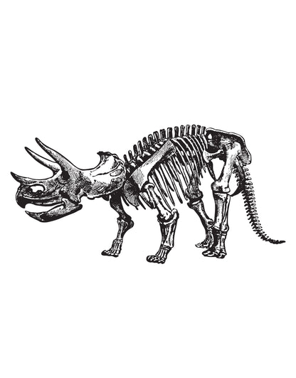 Triceratops Bones Dinosaur Vinyl Wall Decal Sticker. #452
