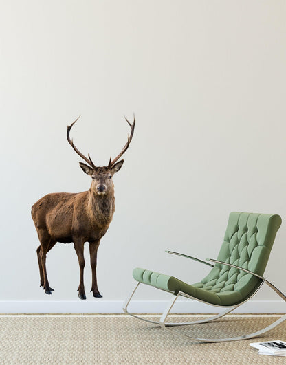 Wildlife Nature Deer Wall Decal Sticker. Posing and Staring. Large Horn Buck with Antlers. #6105