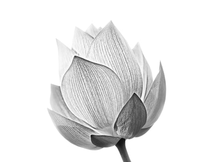 Black and White Lotus Flower Wall Mural #6116