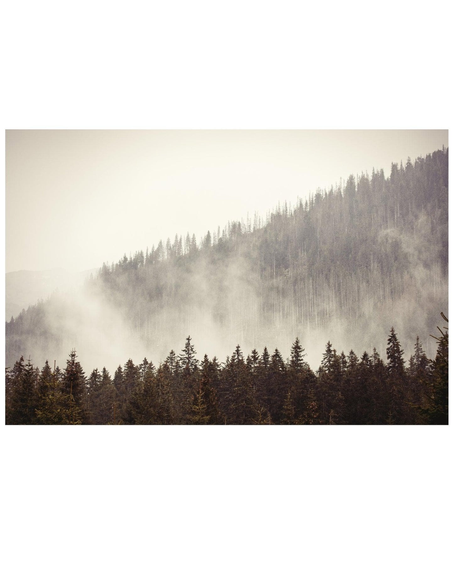 Foggy Misty Forest Tree Over Mountain Wall Mural. #6171