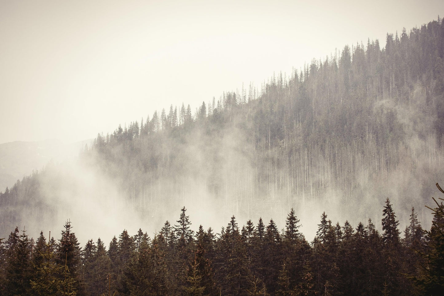 Foggy Misty Forest Tree Over Mountain Wall Mural. #6171