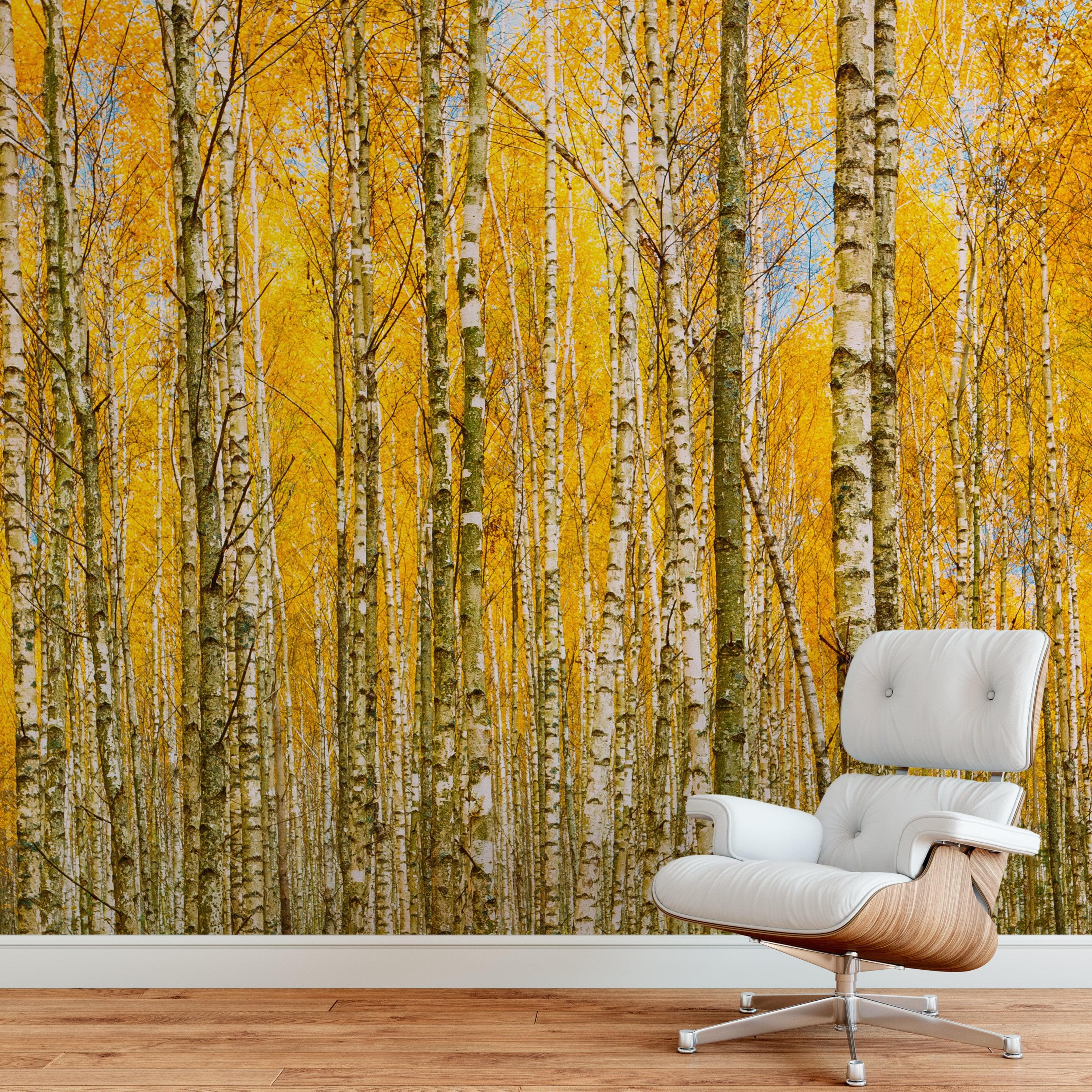 Autumn Scenic Birch Tree Forest Peel and Stick Wallpaper | Removable ...