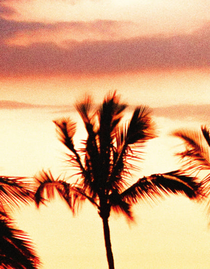 Closeup_Palm_Tree_Sunset