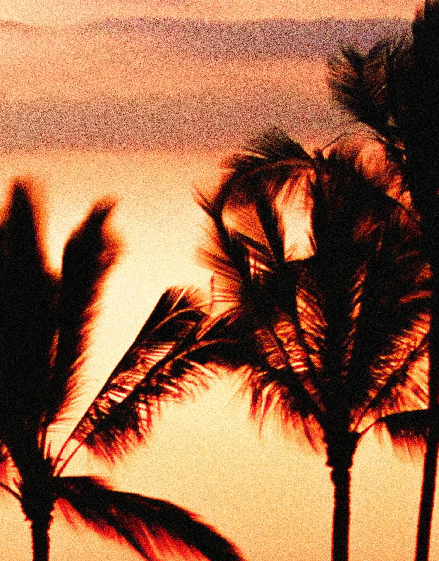 Palm_Tree_Beach_Sunset_Close_Up_2