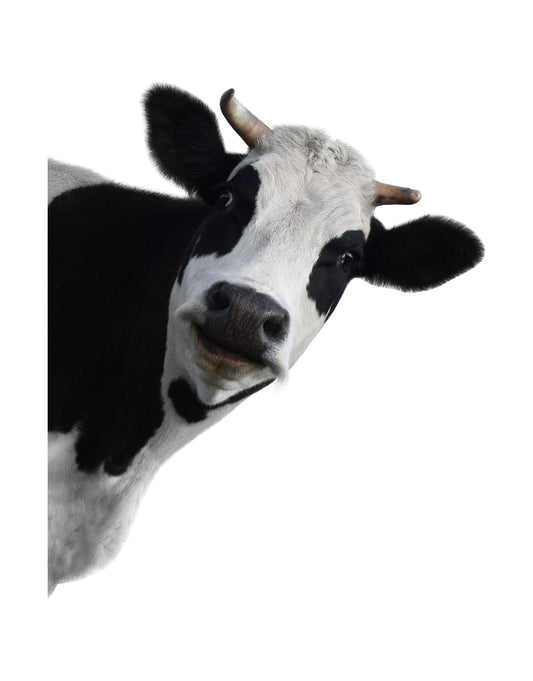 Peeking Cow Wall Decal Color Graphics. #6266