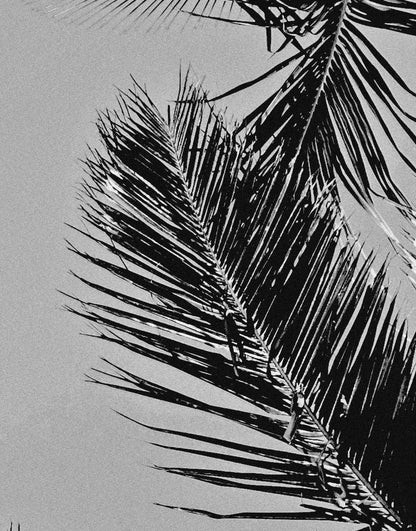 Black and White Tropical Palm Tree Mural. Vintage Summer Vibe. #6315