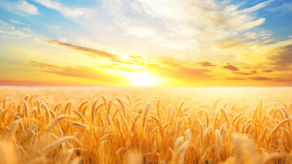 Sunset Sunrise over Farmland Wheat Field Wall Mural. Peel and Stick Wall Paper. #6323