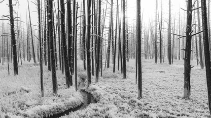 Black and White Forest Landscape Wall Mural. Peel and Stick Wallpaper. #6365