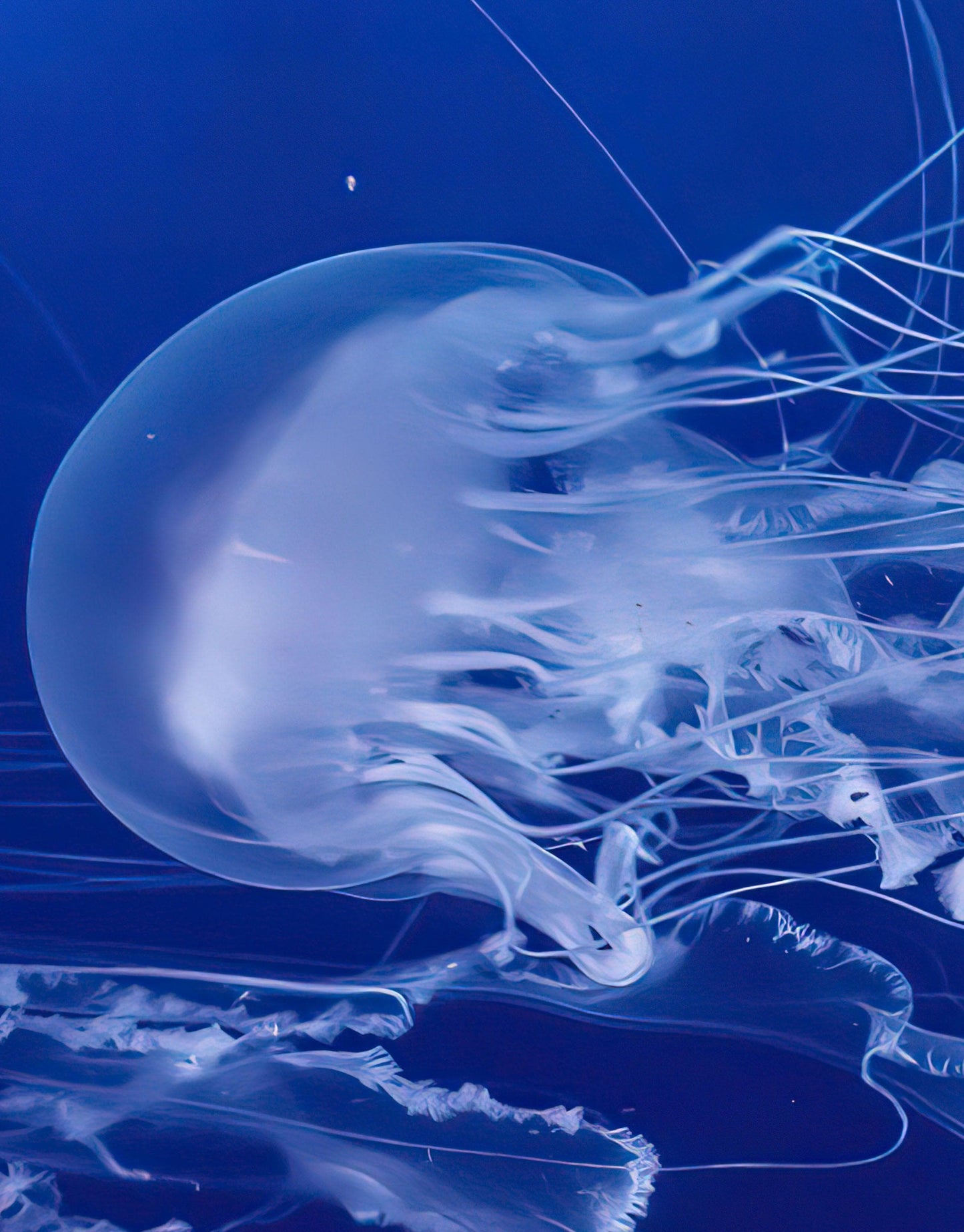 Jellyfish Floating Underwater Wall Mural. Deep Blue Ocean Peel and Stick Wallpaper. #6405