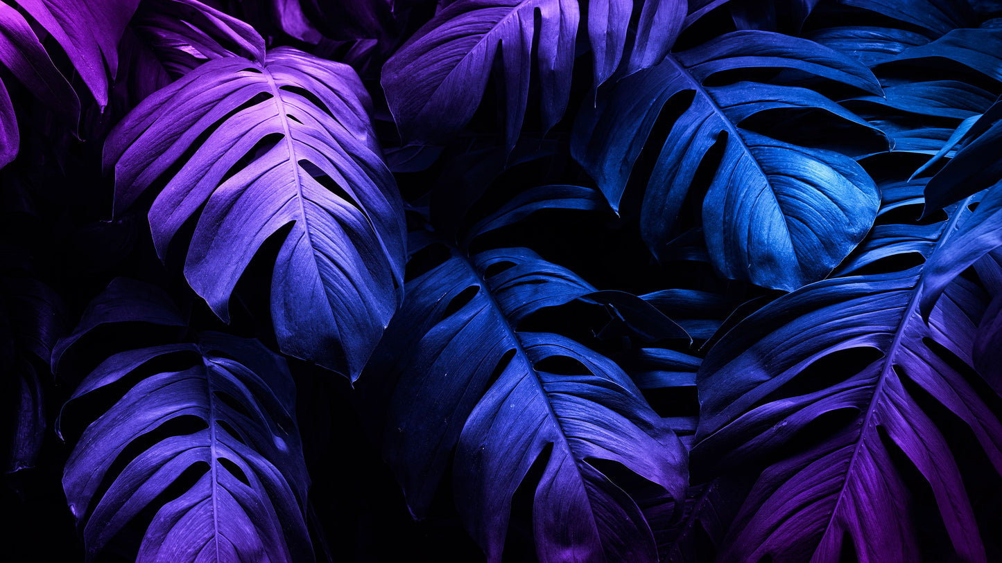 Tropical Wallpaper Blue and Purple Leaf Wall Mural on Dark Background #6445