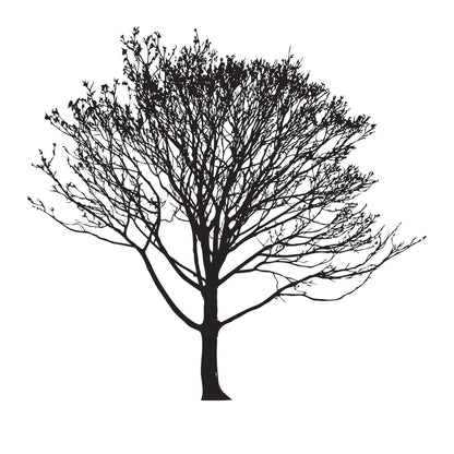Bare Tree Wall Decal Sticker. #858