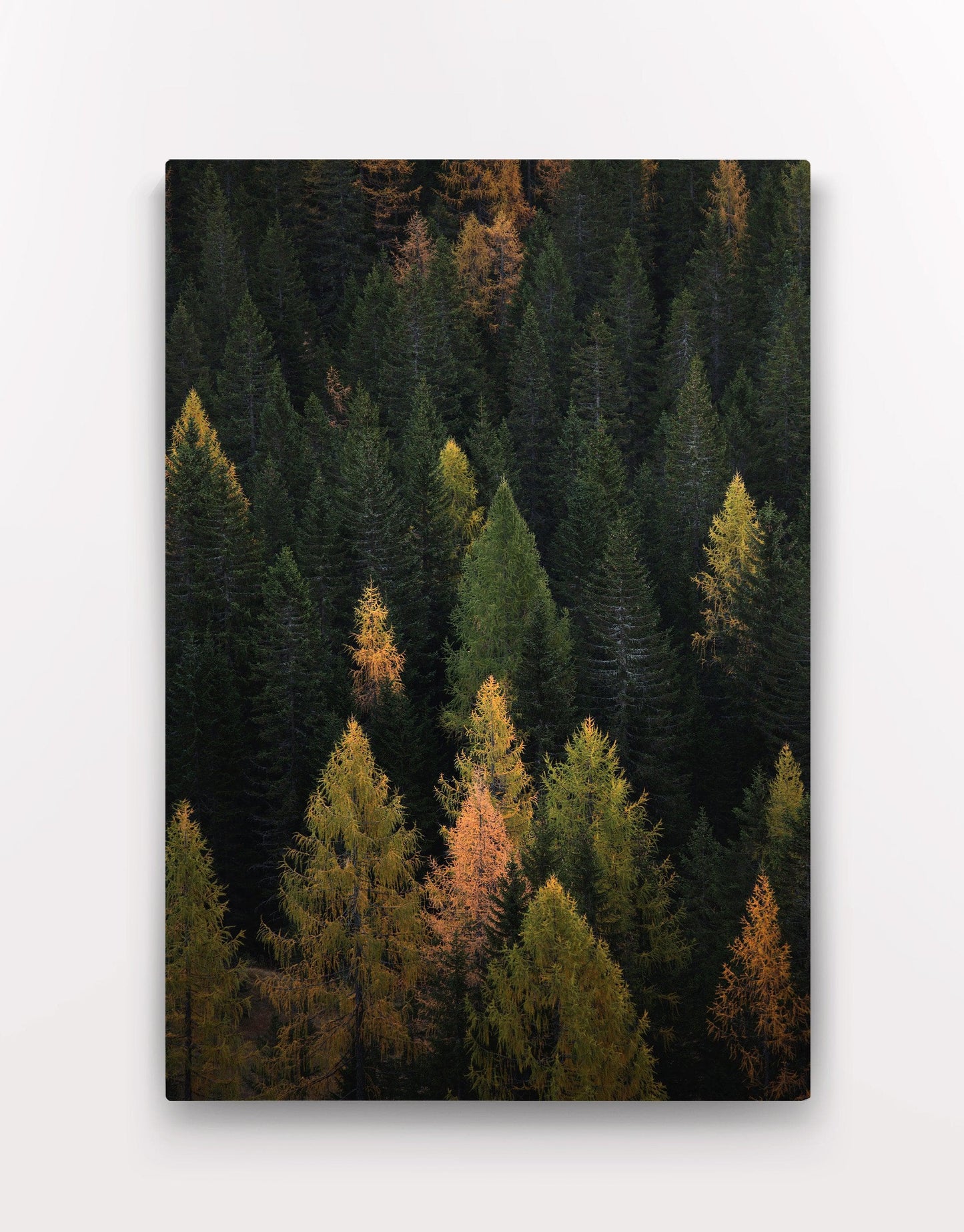 Enchanted Forest Tree Woodland Art Canvas Print #C112
